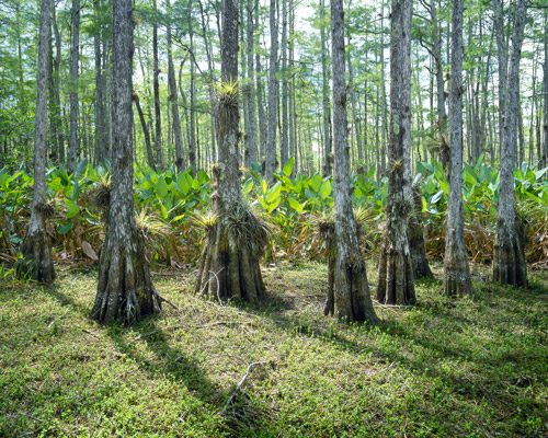 Marching Cypress, Cypress Dome Center, Dry Season, Big Cypress